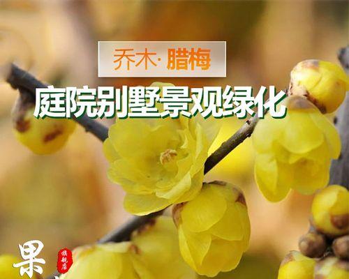 庭院梅花寓意是什么？梅花在园林设计中的象征意义有哪些？