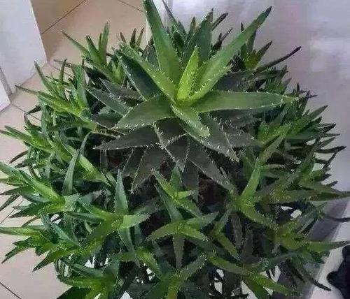 芦荟可以浇可乐吗？这样做对植物有什么影响？