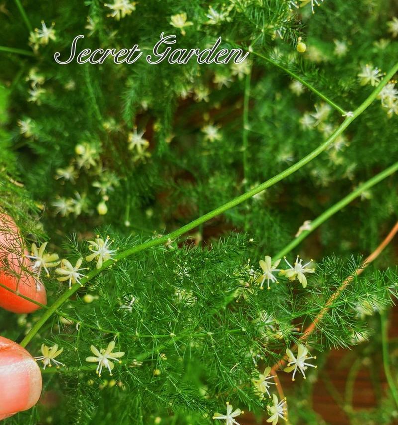 文竹开花代表什么？文竹开花的含义和预兆是什么？