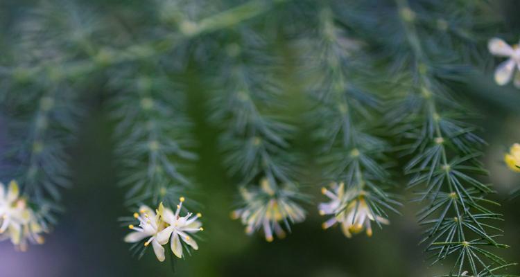 文竹开花代表什么？文竹开花的寓意和象征是什么？