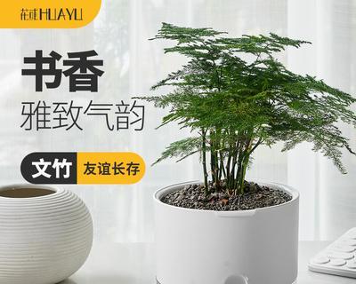 文竹盆景的寓意是什么？如何养护才能保持其美好象征？