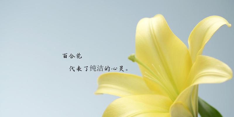 西伯利亚百合花语是什么？如何表达爱意？