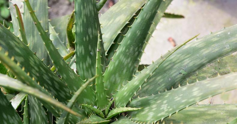 芦荟属于草本植物吗？它的分类和特性是什么？