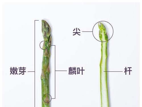 芦笋的生长周期是多长时间？如何优化种植管理？