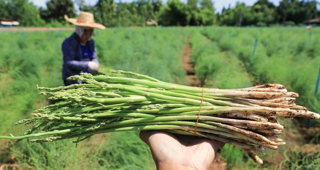 芦笋根怎么种？最佳种植时间是什么时候？