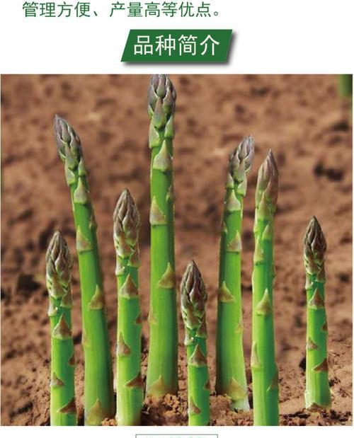 芦笋适合什么地方种植？如何选择最佳种植区域？