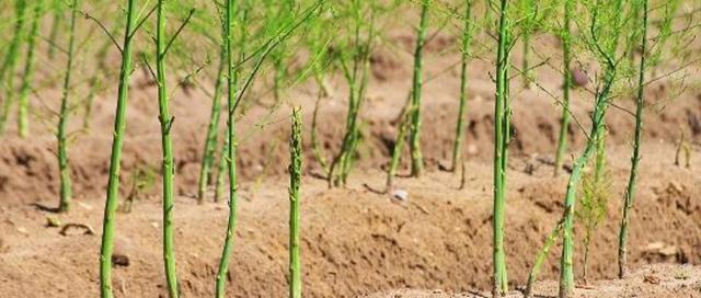 芦笋适合什么地方种植？如何选择最佳种植区域？