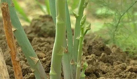 芦笋喜欢阳光吗？种植时如何确保充足光照？