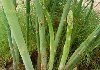 芦笋原产地在哪里？了解芦笋的起源与种植历史？