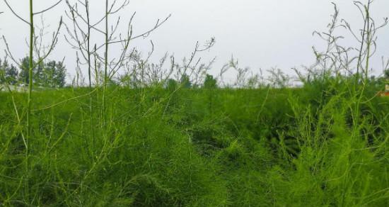 芦笋原产地在哪里？了解芦笋的起源与种植历史？