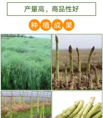 芦笋种子种植的最佳时间是什么时候？如何确保高产？