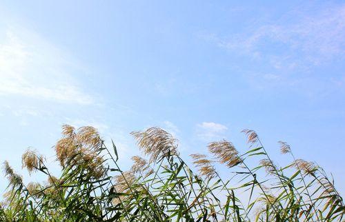 芦苇生长需要什么样的环境条件？在哪些地方最适合生长？