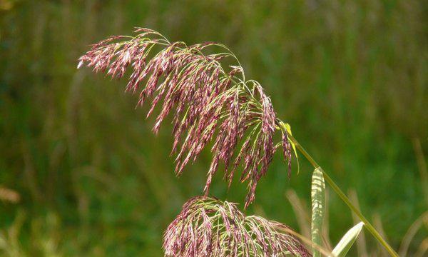 芦苇属于被子植物吗？芦苇的分类地位是什么？