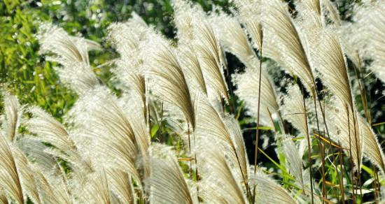 芦苇属于被子植物吗？芦苇的分类地位是什么？