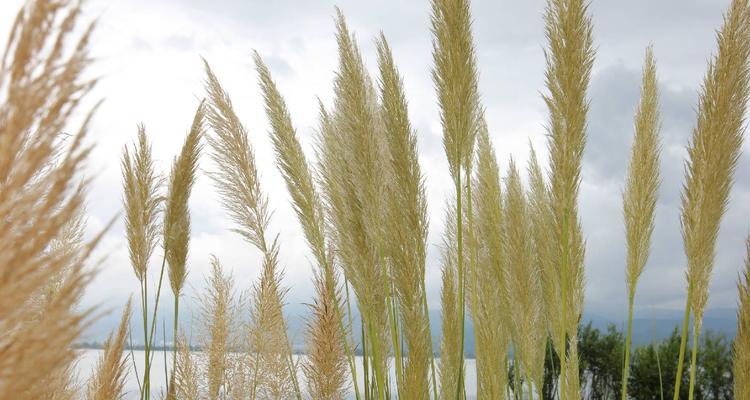 芦苇属于被子植物吗？芦苇的分类地位是什么？