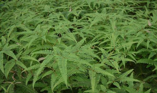 芦苇属于蕨类植物吗？芦苇的分类地位是什么？