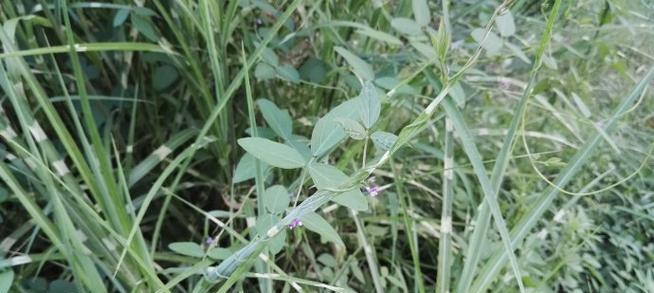 芦苇属于一年生植物还是多年生植物？如何区分？