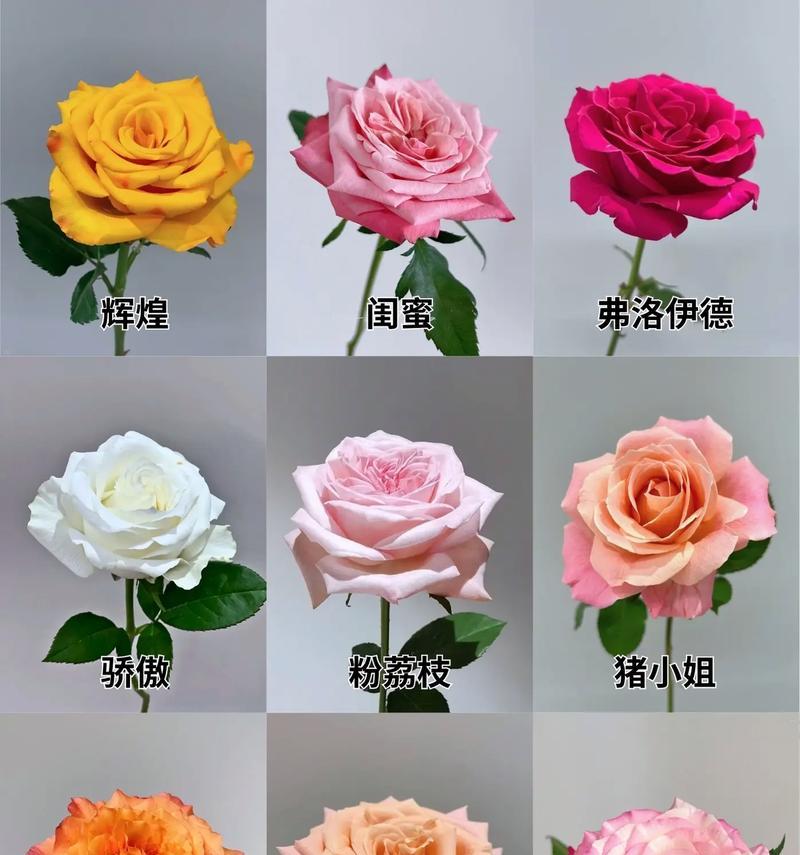 3268朵玫瑰花的花语是什么？