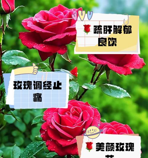 176朵玫瑰花的意思是什么？能提供相关图片吗？