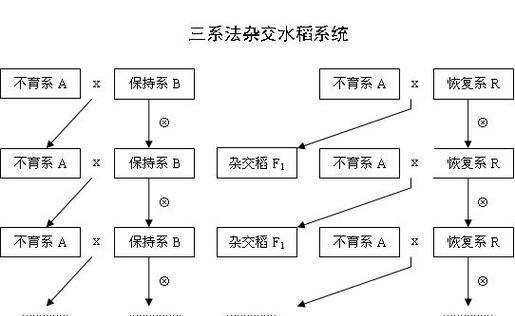 杂交水稻种植法是什么意思？它如何提高产量？