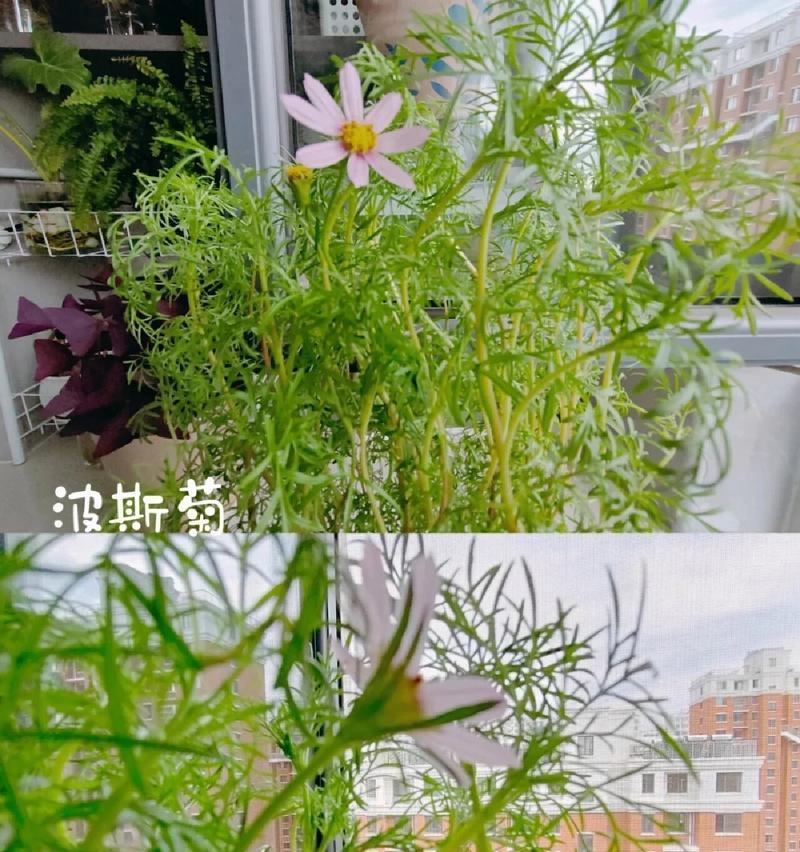 盆栽波斯菊的寓意是什么？如何正确种植？