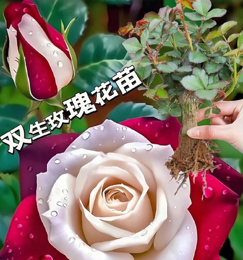 玫瑰花送多少朵有何含义？不同数量的玫瑰代表什么？