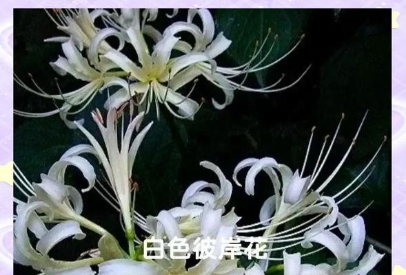 哪种花的花语代表温柔？