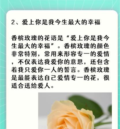 玫瑰的花期和特征是什么？花语又代表什么？