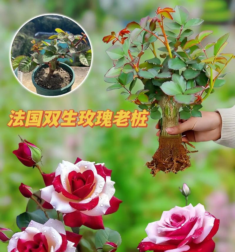 玫瑰花的花语代表了什么？玫瑰的不同颜色有不同含义吗？