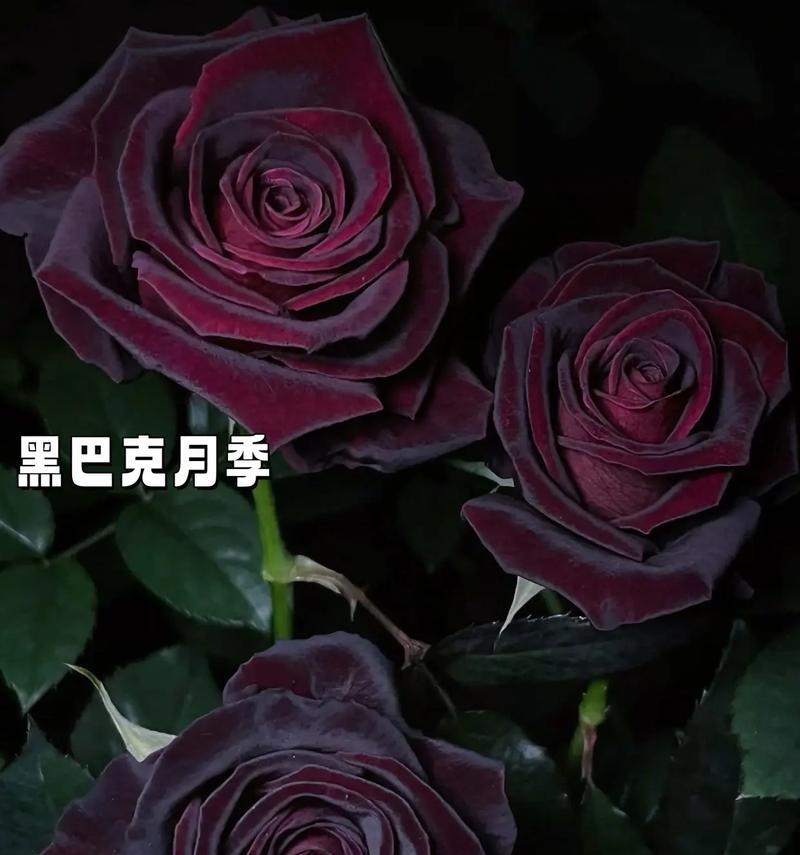 梅红色玫瑰花的花语是什么？