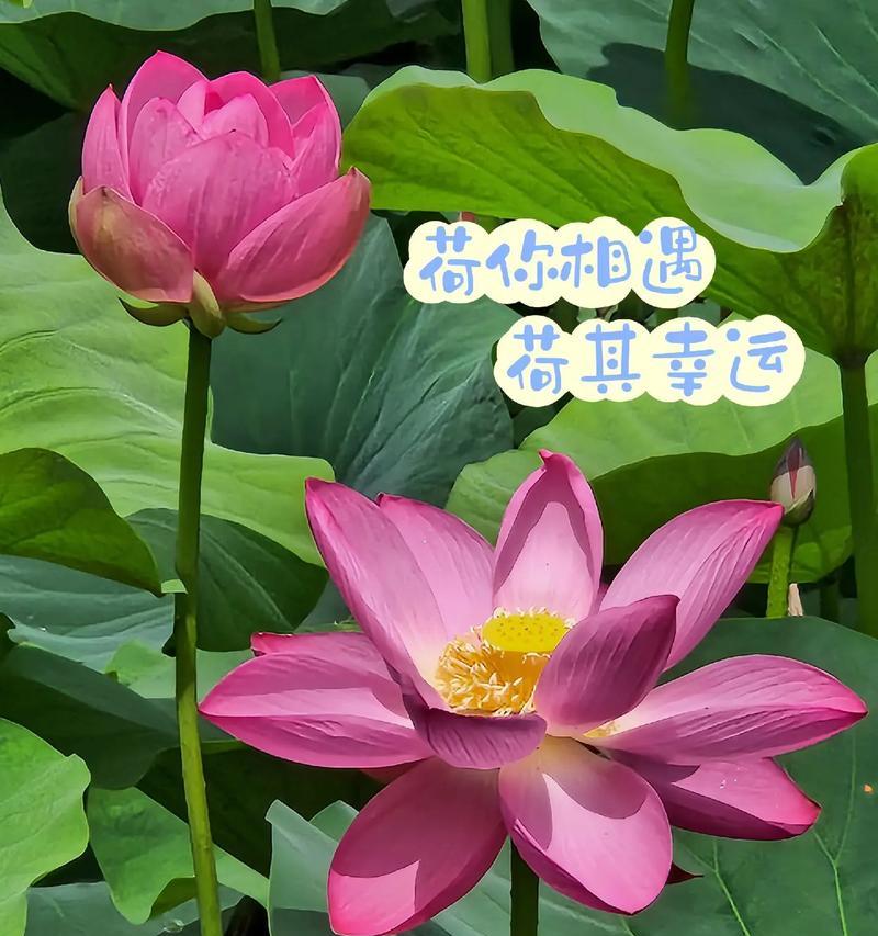 莲花的花语和象征意义是什么？