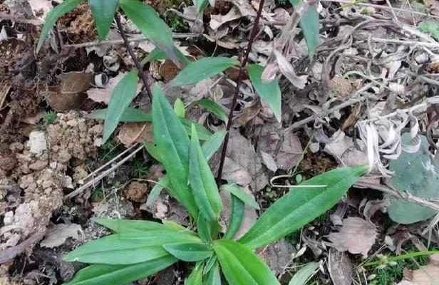 植物泡水是指什么？