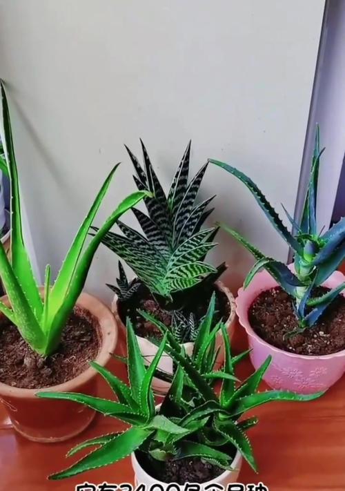 植物泡水是指什么？