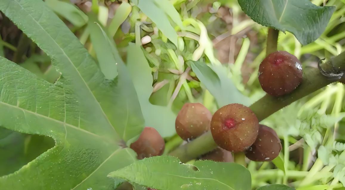 植物泡水是指什么？