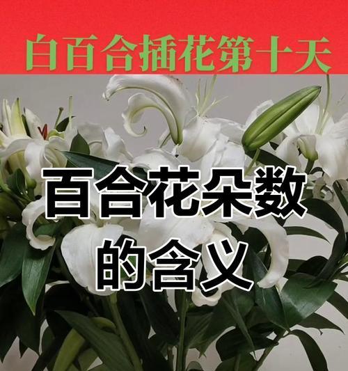 百合14和16在花语中分别代表什么？