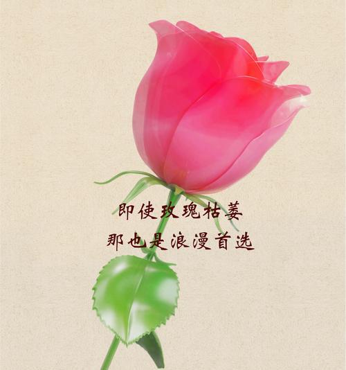 枯萎玫瑰花贴墙上有什么寓意？花语是什么？