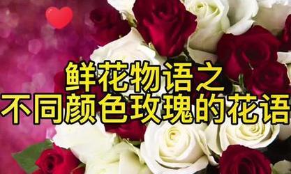 枯萎玫瑰花贴墙上有什么寓意？花语是什么？