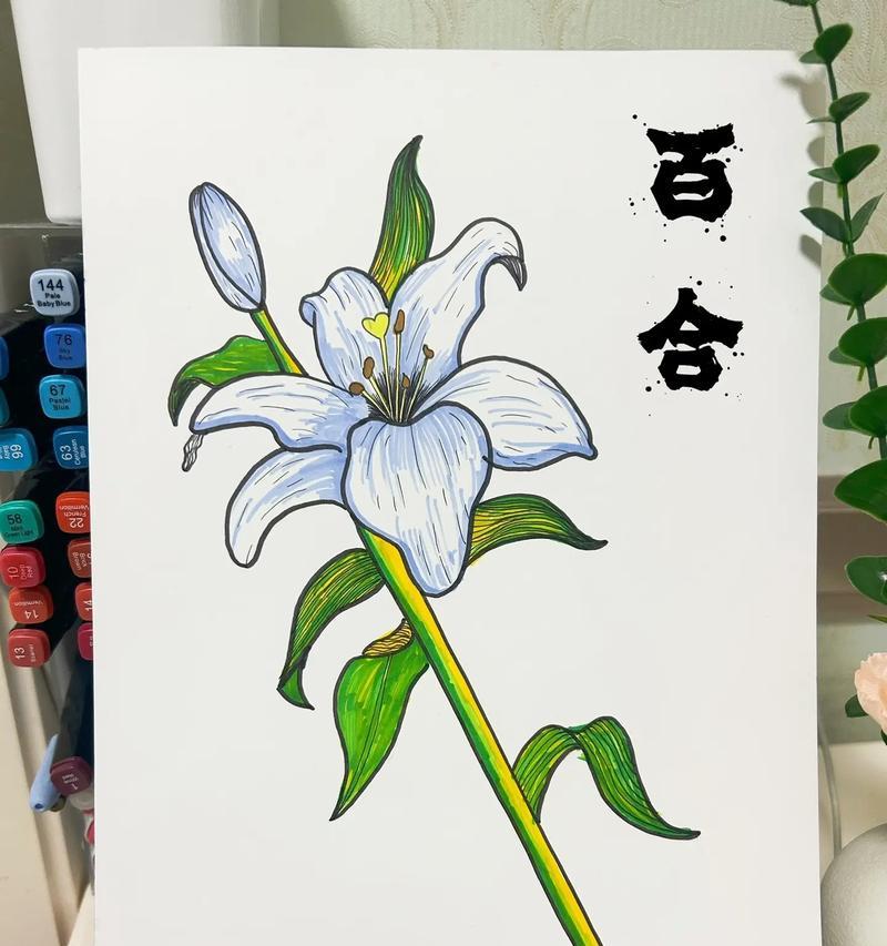 茉莉与百合的含义有何区别？各自的花语是什么？