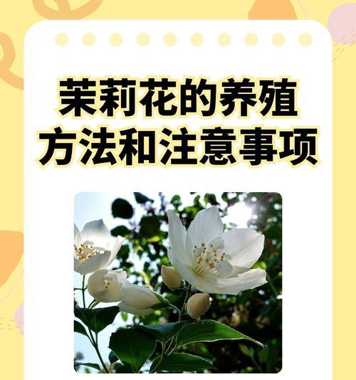 茉莉与百合的含义有何区别？各自的花语是什么？