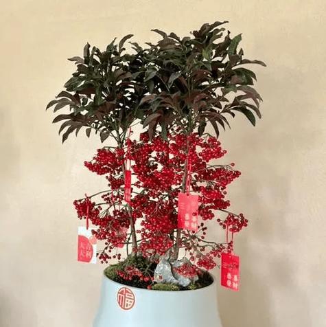 “满堂”通常指哪种植物？