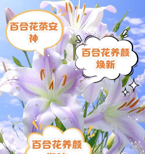 18朵百合代表什么？百合花数量与情感表达的关系是什么？