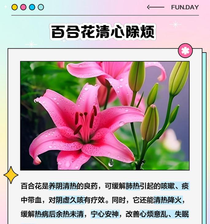 18朵百合代表什么？百合花数量与情感表达的关系是什么？