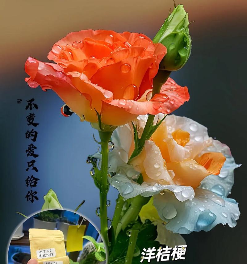 男生送玫瑰花有何寓意？它的花语是什么？