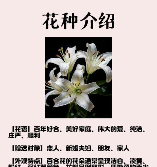 网络用语“我是百合”是什么意思？它表达的含义是什么？