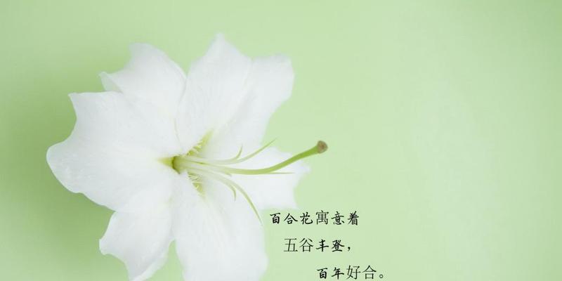 向日葵与百合组合的花语是什么？