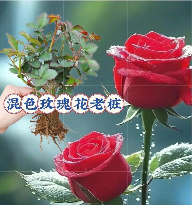 友谊玫瑰花送什么颜色好？不同颜色代表什么意义？