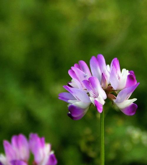 草本类花卉有哪些优点？草本植物的特性是什么？