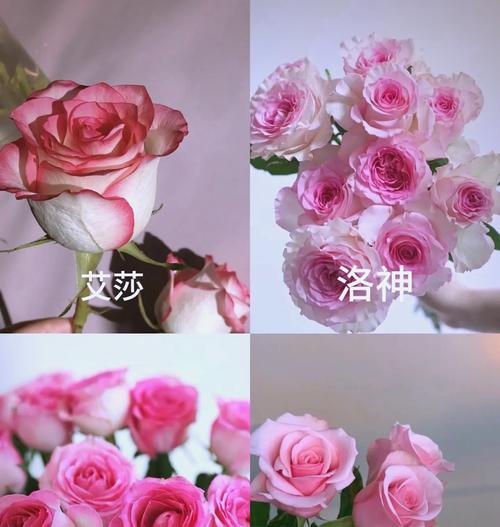 玫瑰花总会再开象征着什么？有什么深层含义？