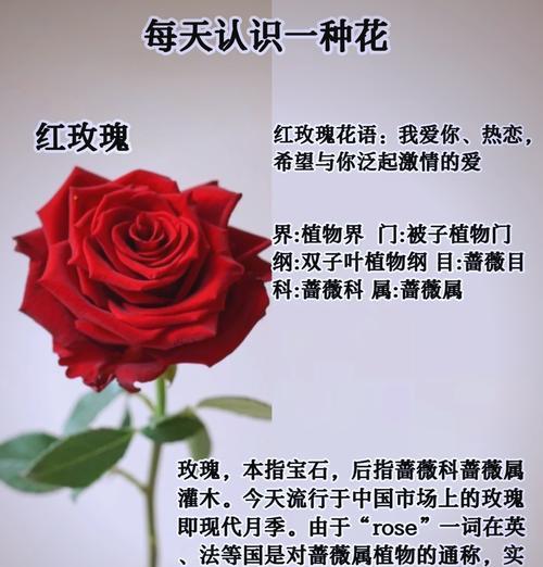 玫瑰花总会再开象征着什么？有什么深层含义？