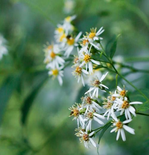 花中花的象征意义是什么？花中花代表什么？